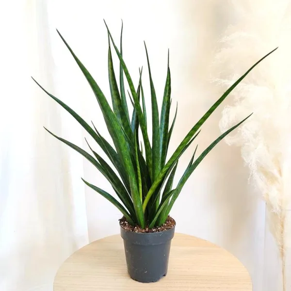 Sansewieria gwinejska (Sansevieria trifasciata 'Kirki') 45-50cm