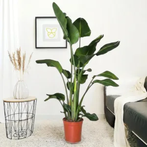Strelicja biała (Strelitzia nicolai) 170-180cm