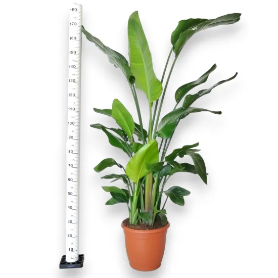 strelicja niko bardzo duże liście 190cm