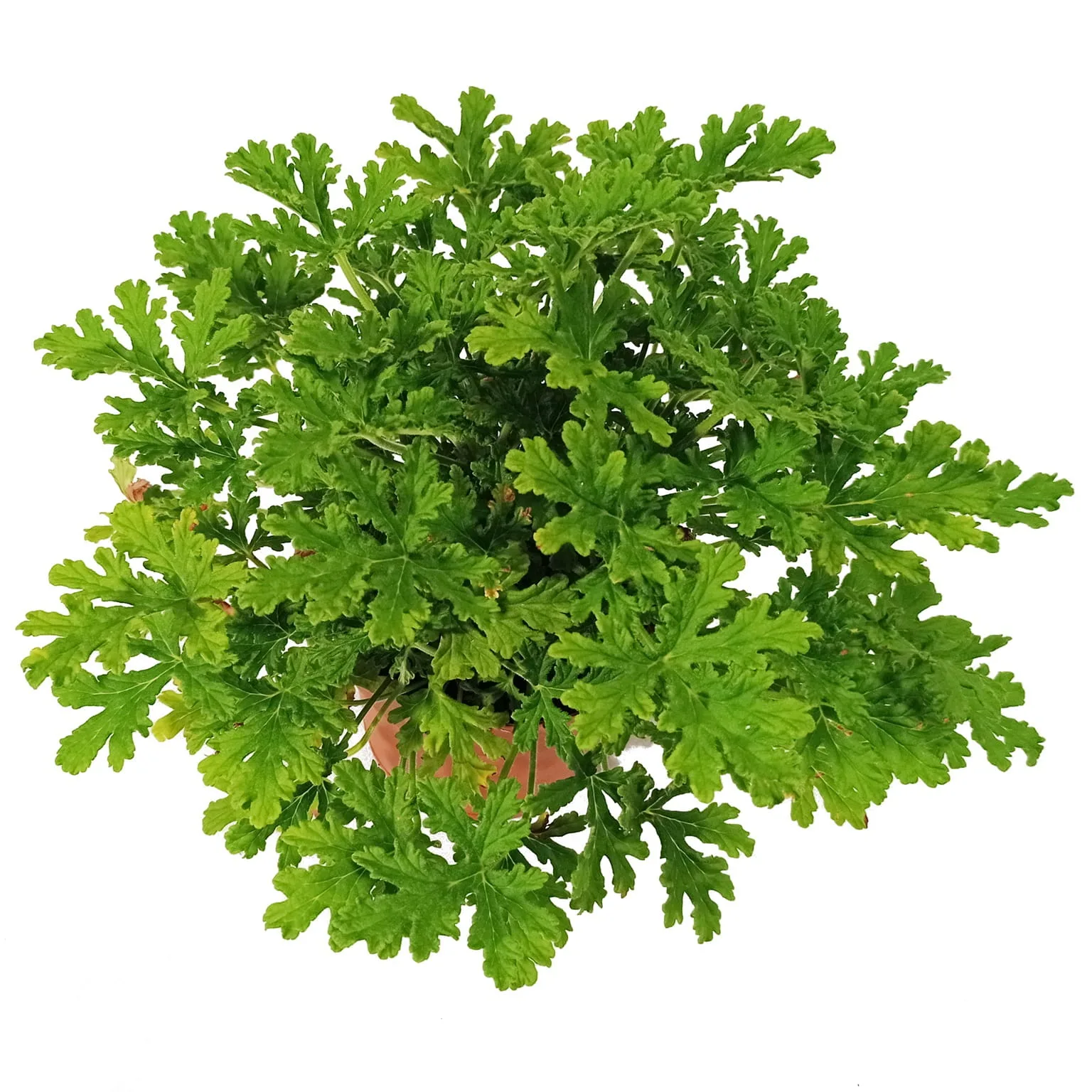 Anginka geranium