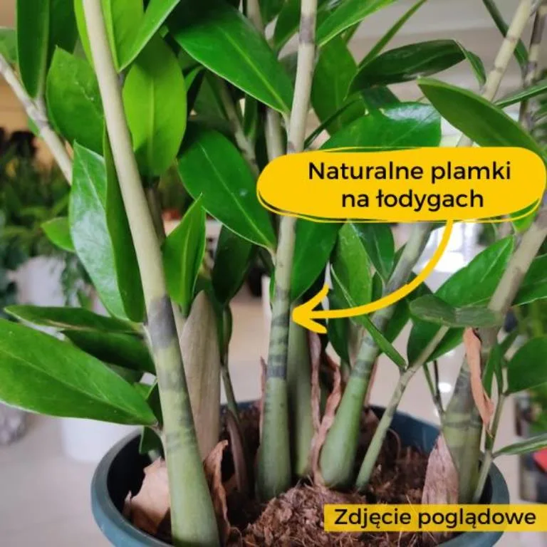 kropki na łodygach