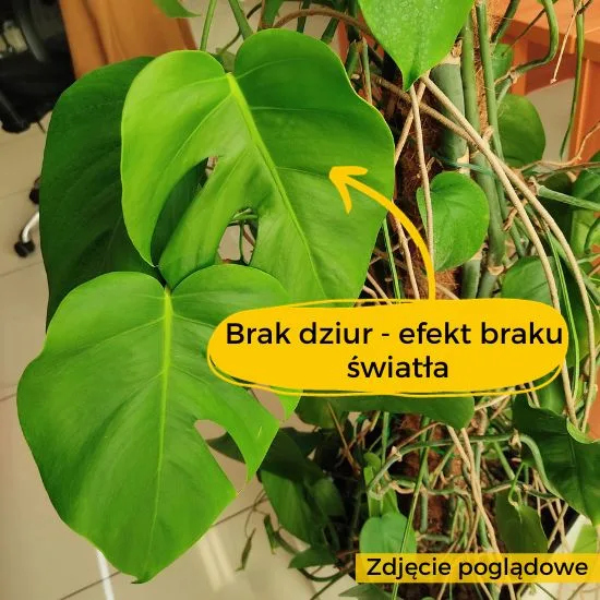 Monstera Variegata - brak światła