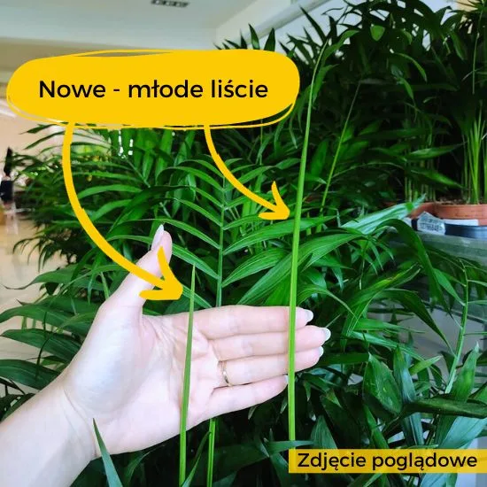 kropki na łodygach