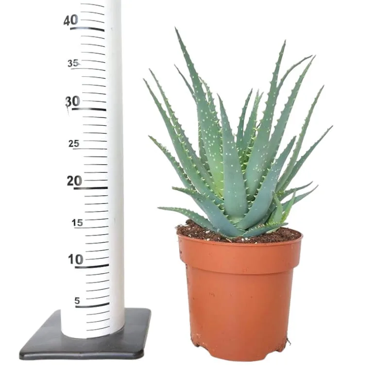 aloes