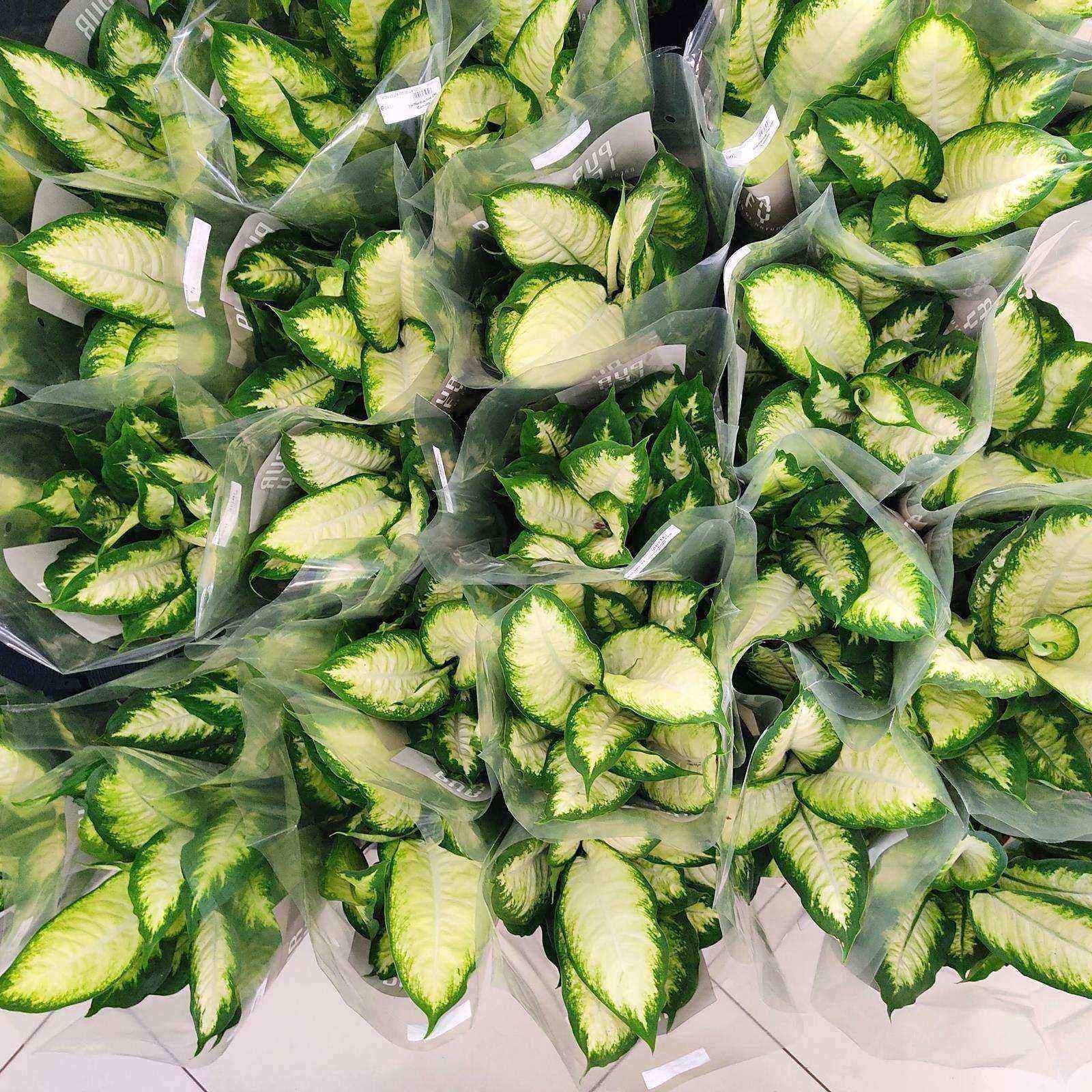 DIEFFENBACHIA