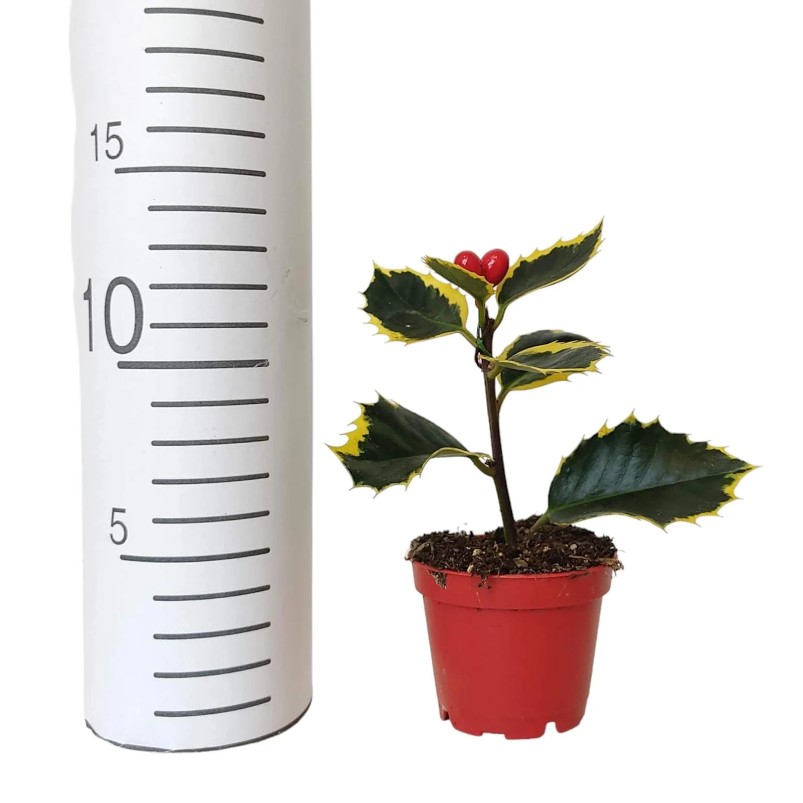 choinka
