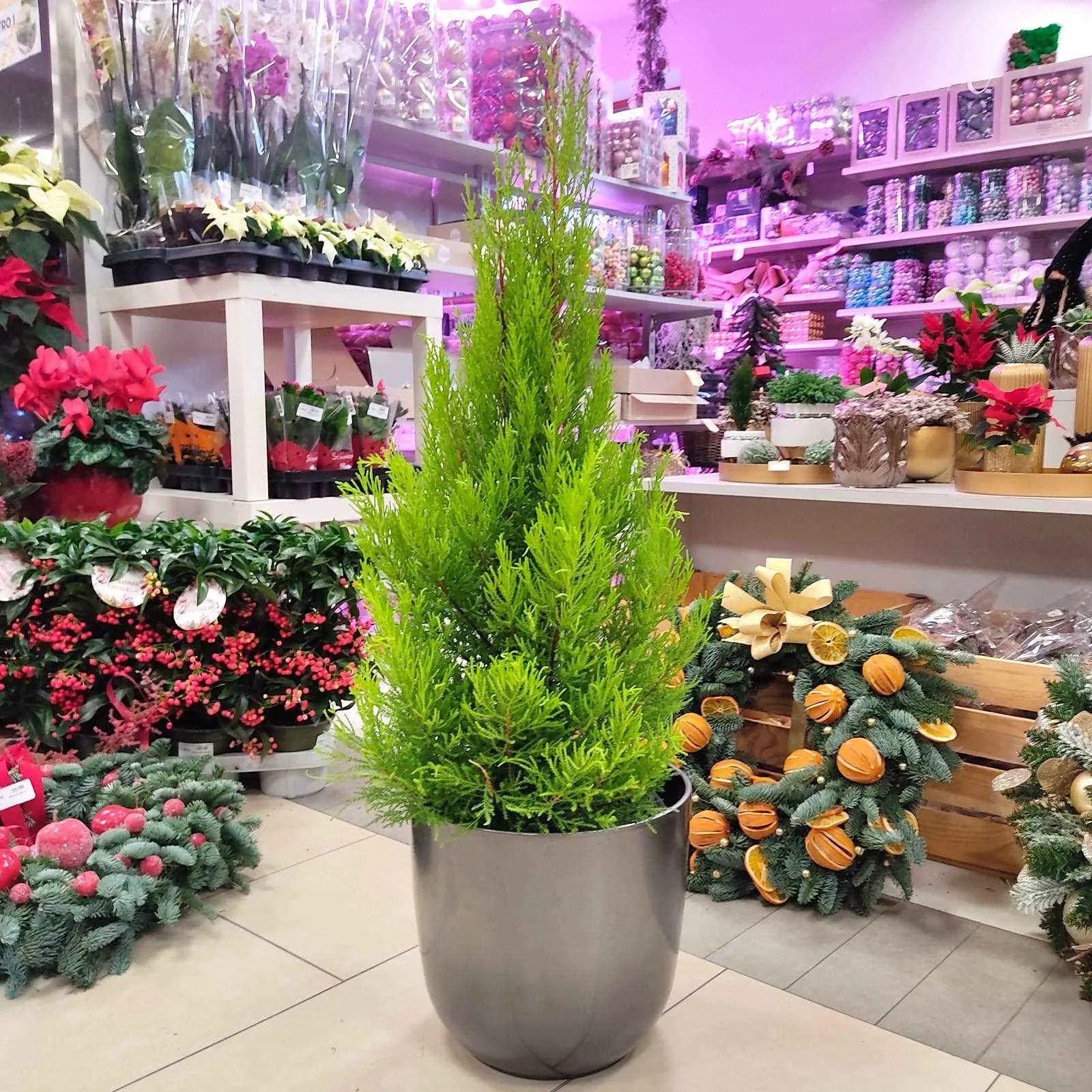 mała choinka