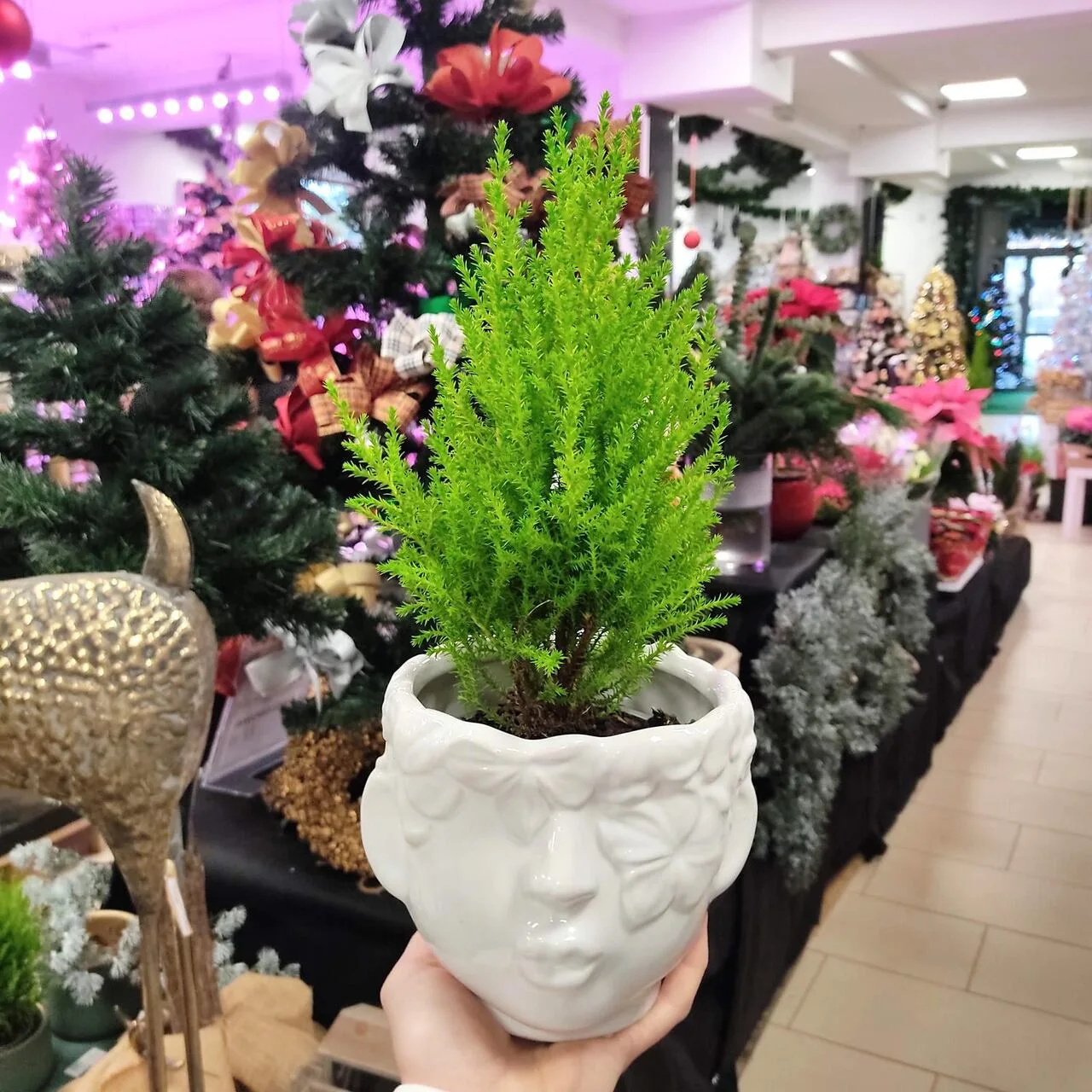 mała choinka
