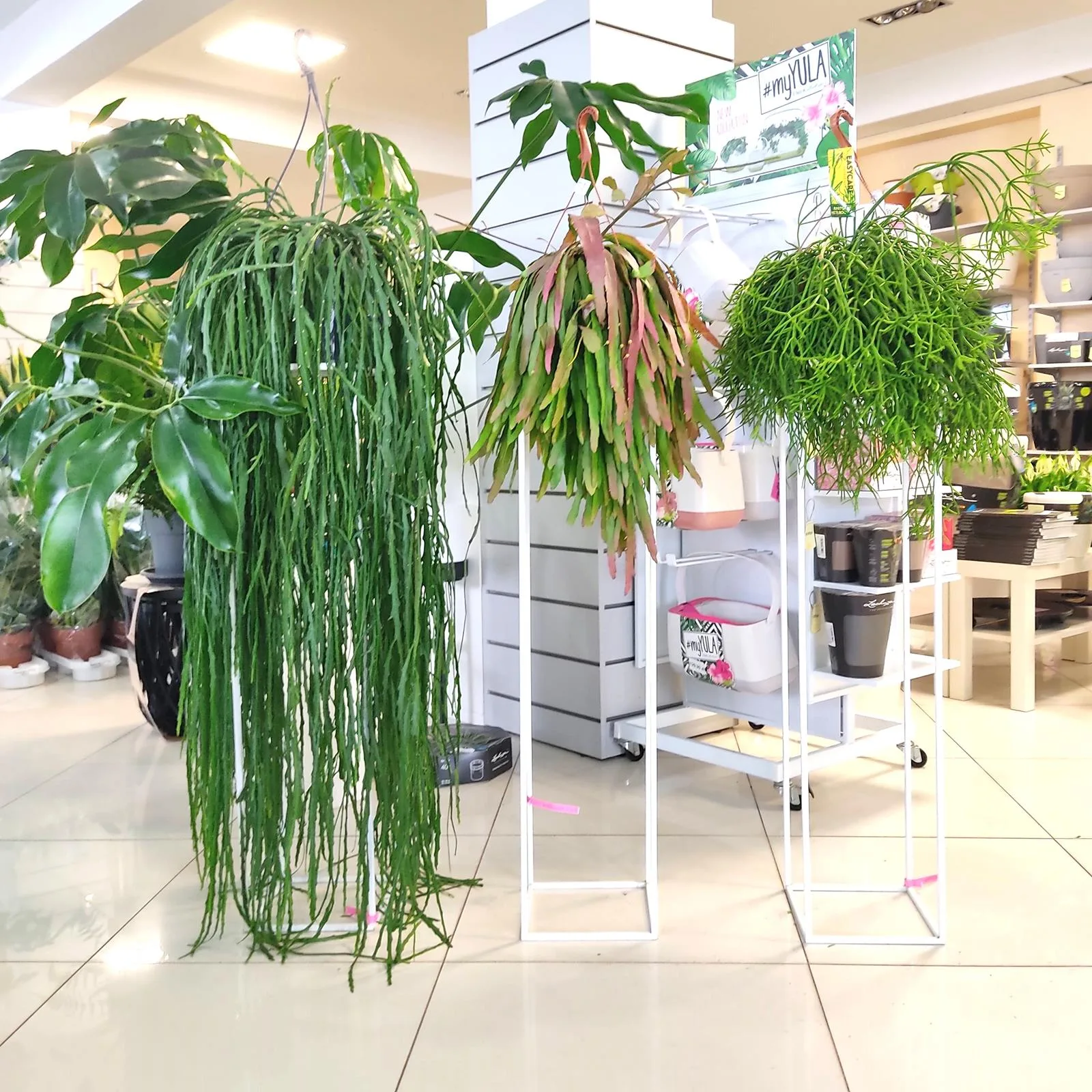RHIPSALIS PATYCZAK