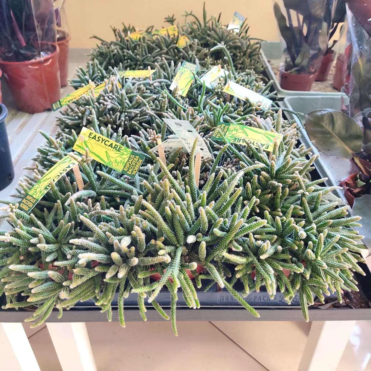 RHIPSALIS PATYCZAK
