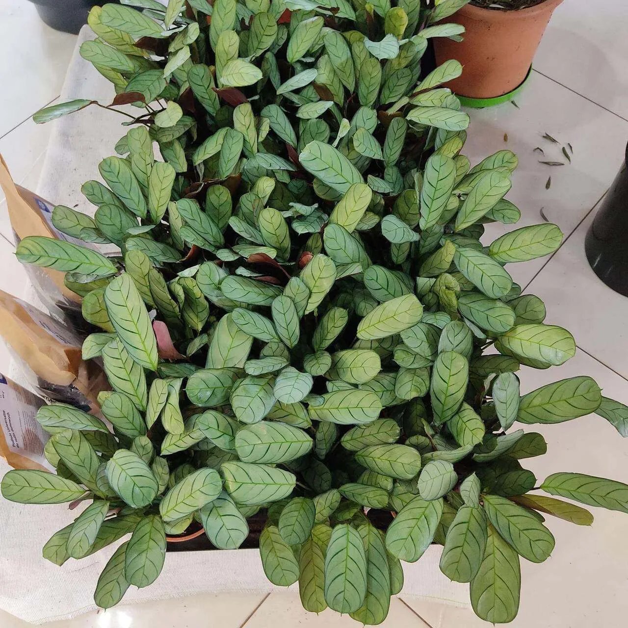 ctenanthe