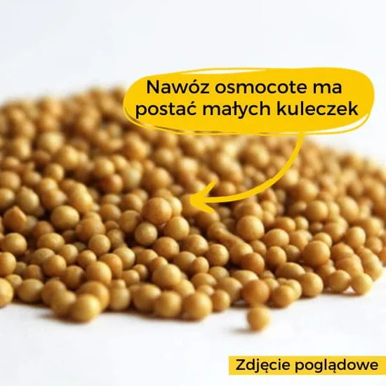 ziemia do strelicji
