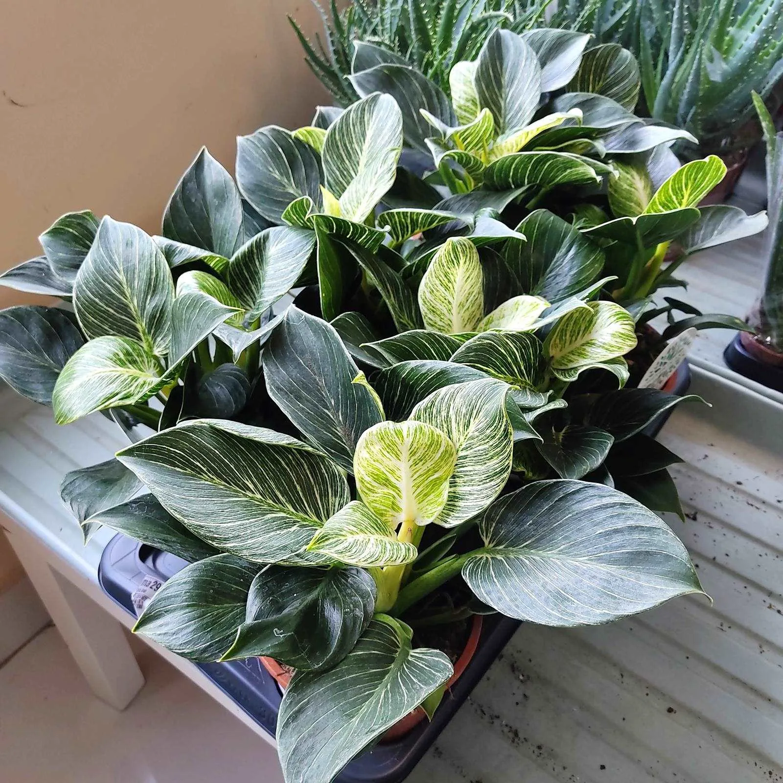 epipremnum
