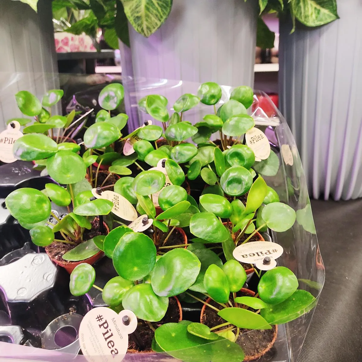 peperomia drobne czerwone liście