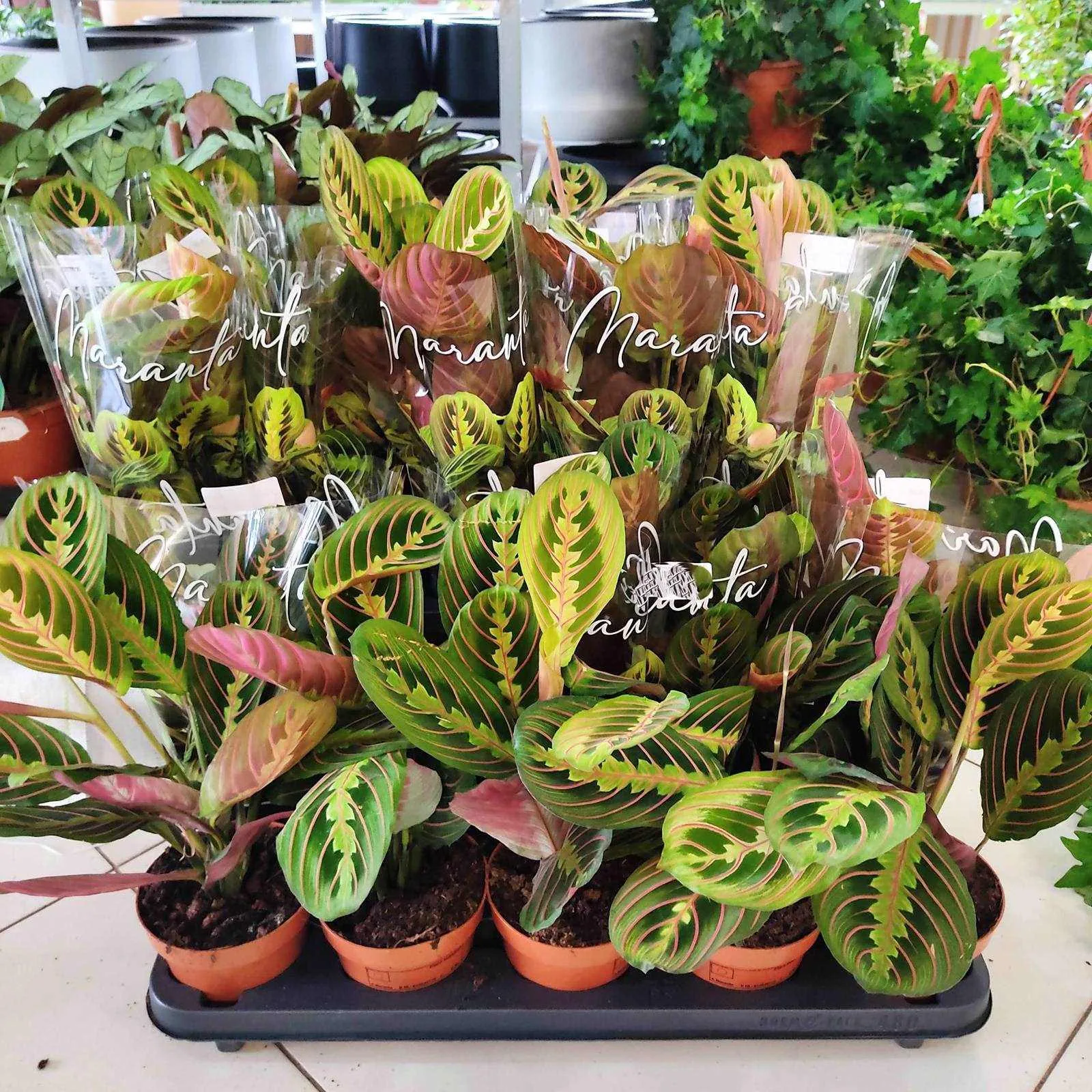 MARANTA FASCINATOR