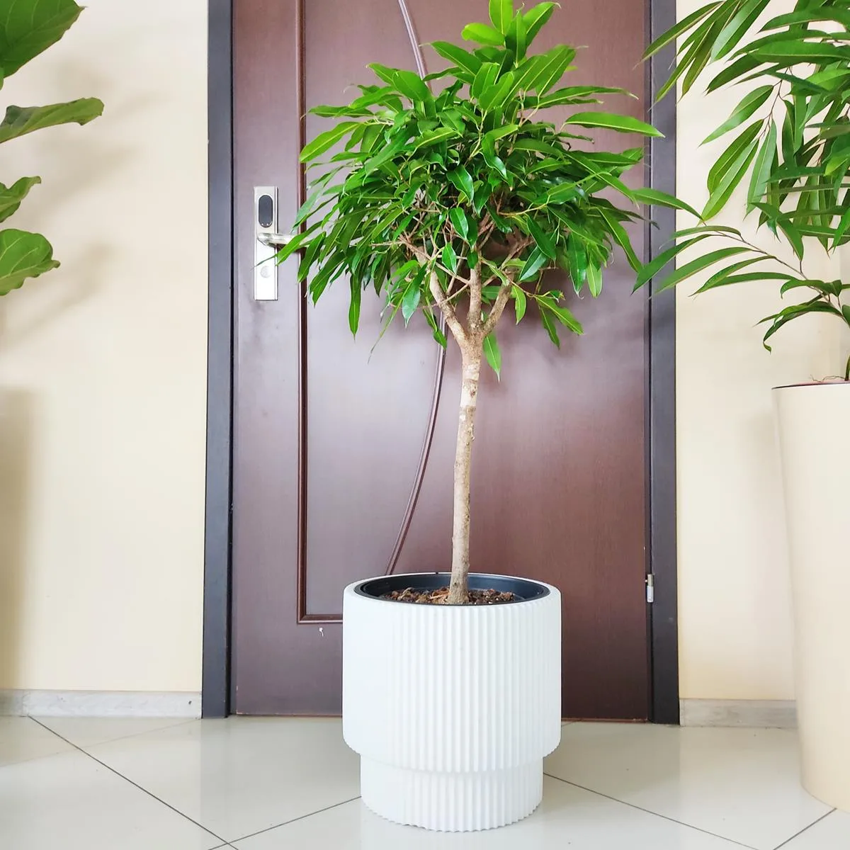 roślina do JASNEGO MIEJSCA