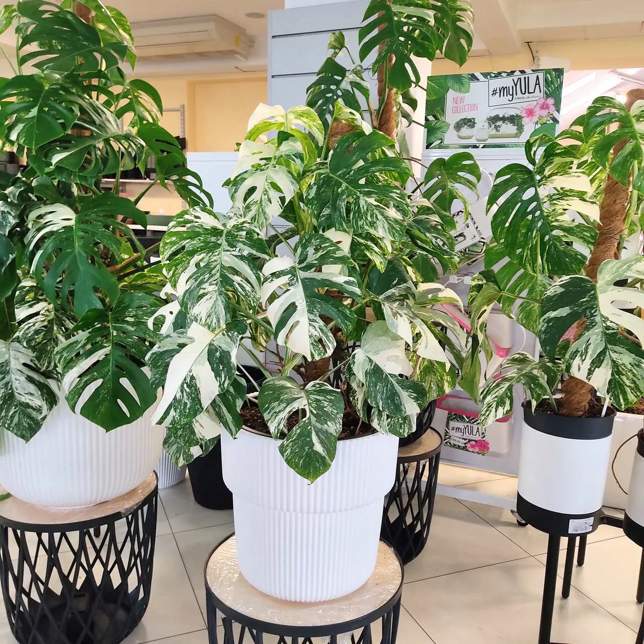KOLEKCJONERSKA MONSTERA