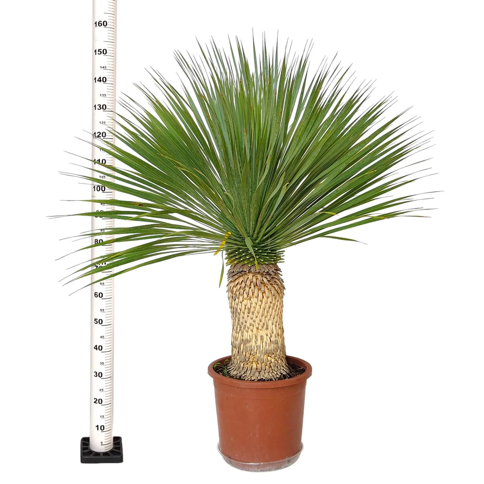 JUKA ROSTRATA