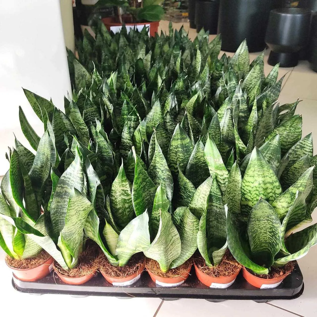 żelazna roślina języki teściowej
