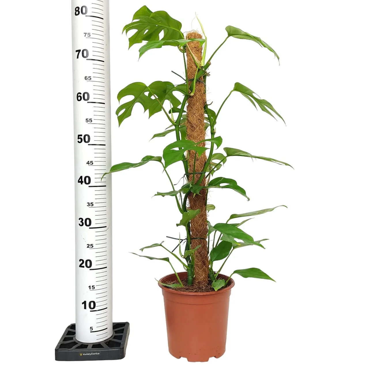 monstera