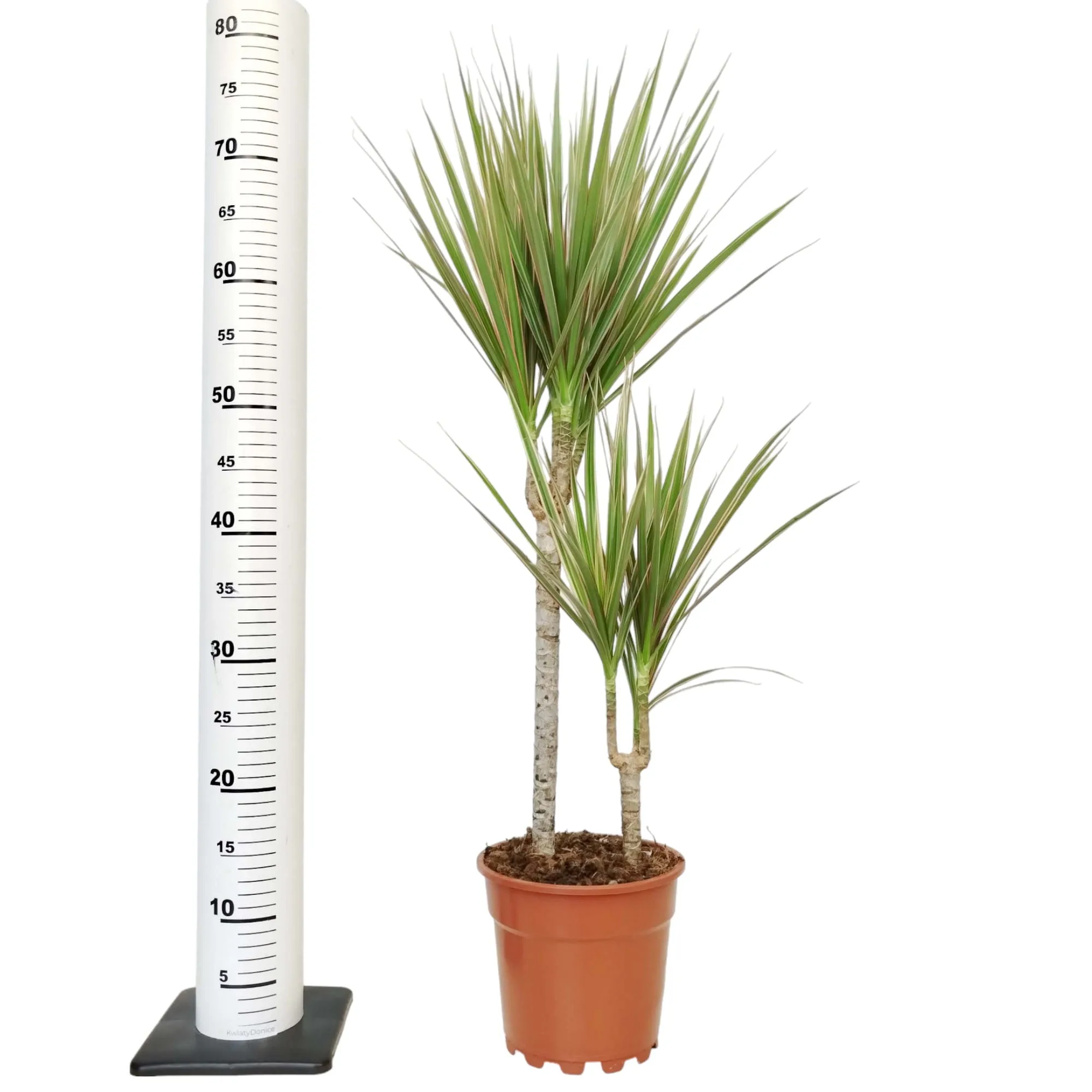 dracena bardzo ładna