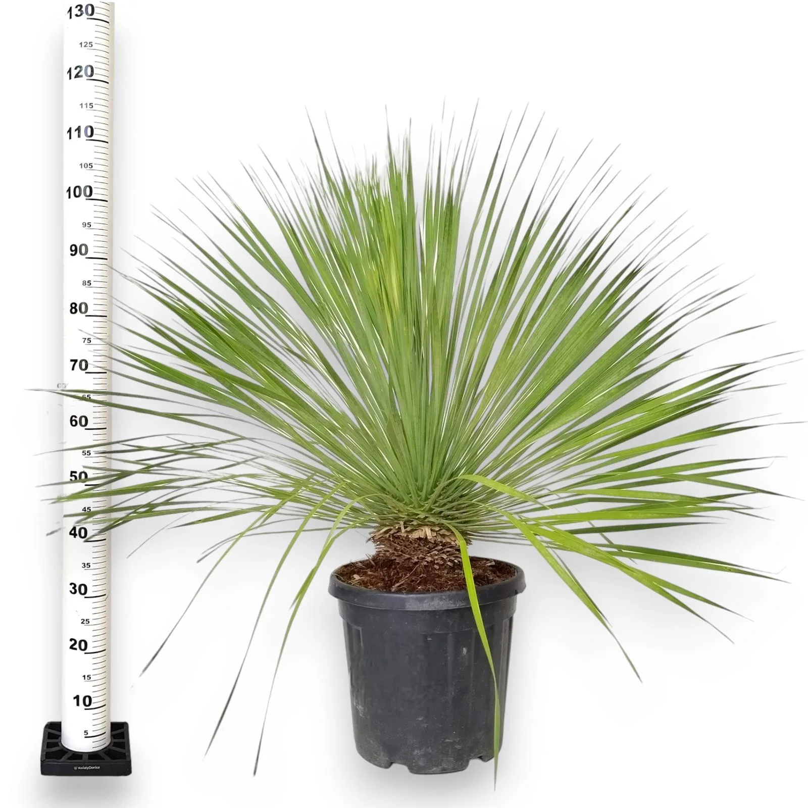 JUKA ROSTRATA