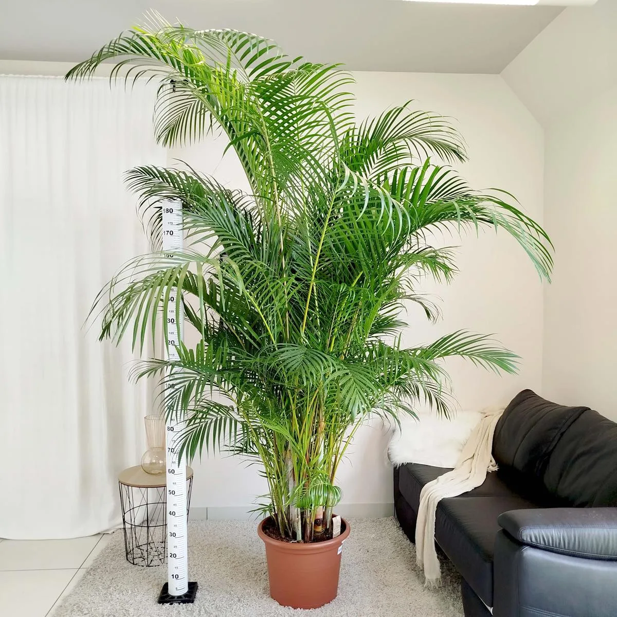 PALMA AREKA XXXXL