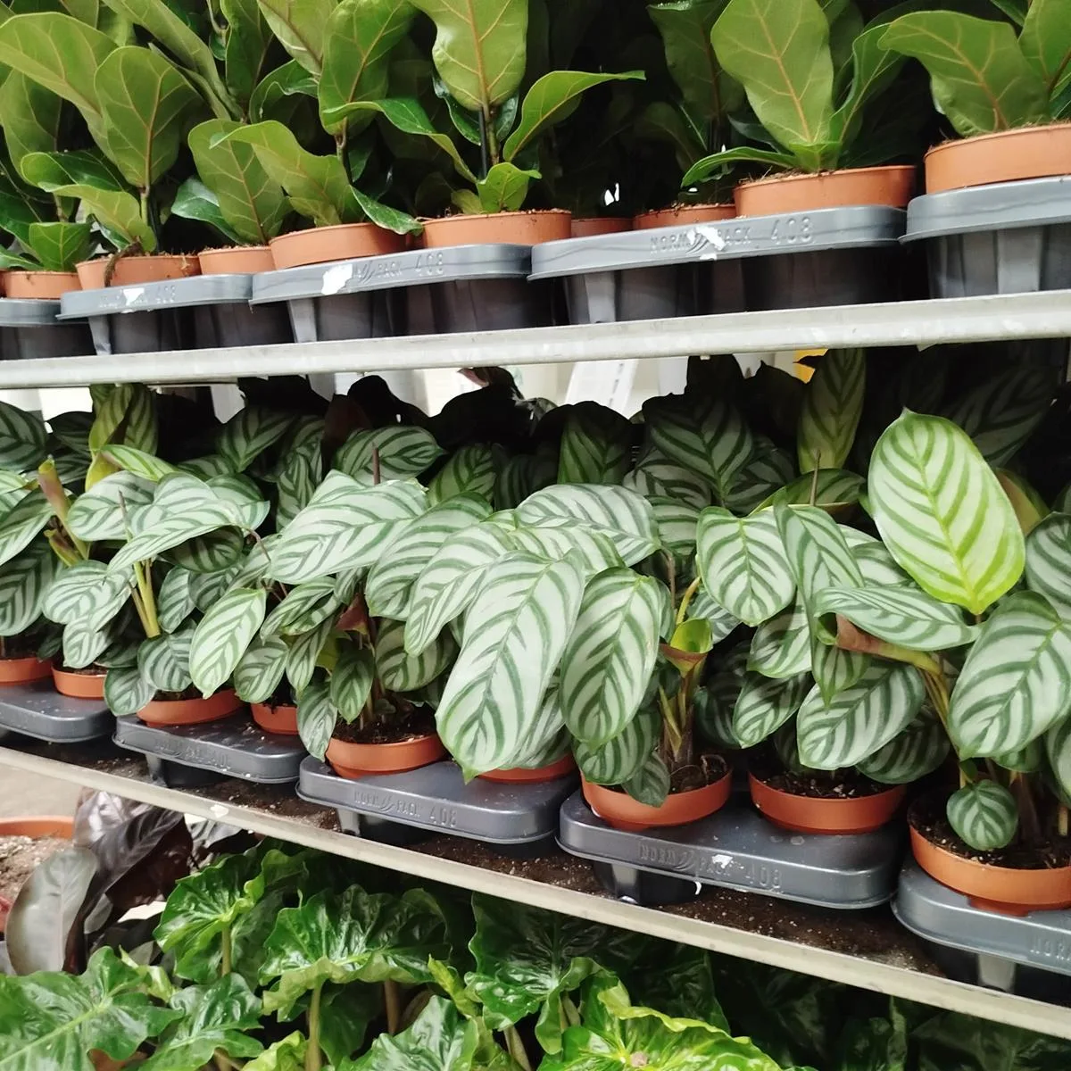 ctenanthe