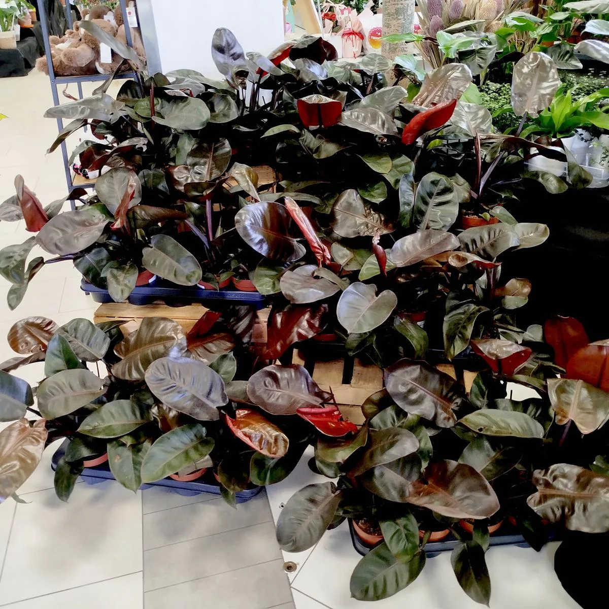 epipremnum