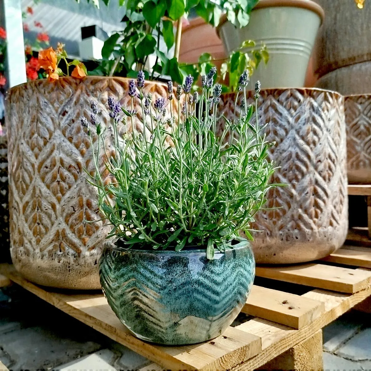 ROŚLINA NA BALKON
