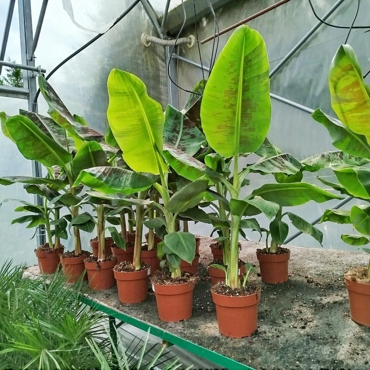 BANANOWIEC