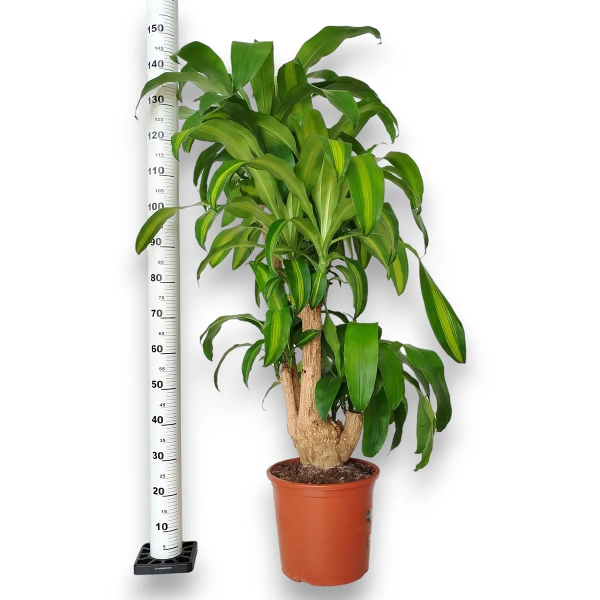 dracena bardzo ładna