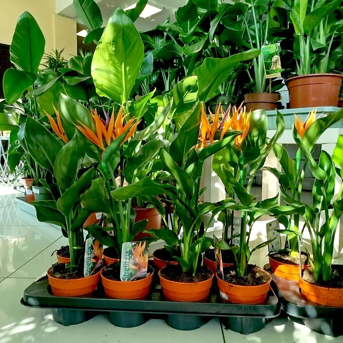 strelitzia