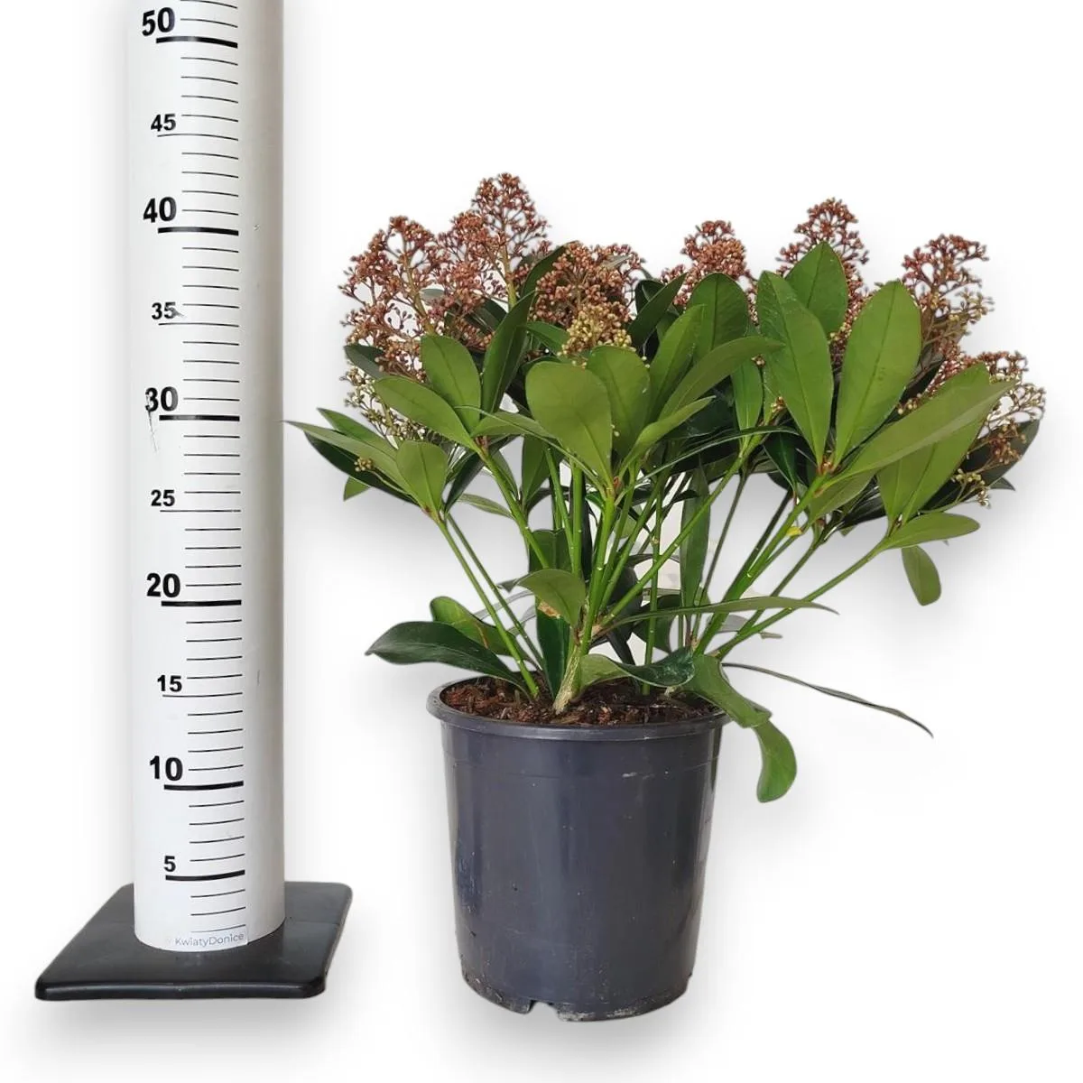 SKIMMIA
