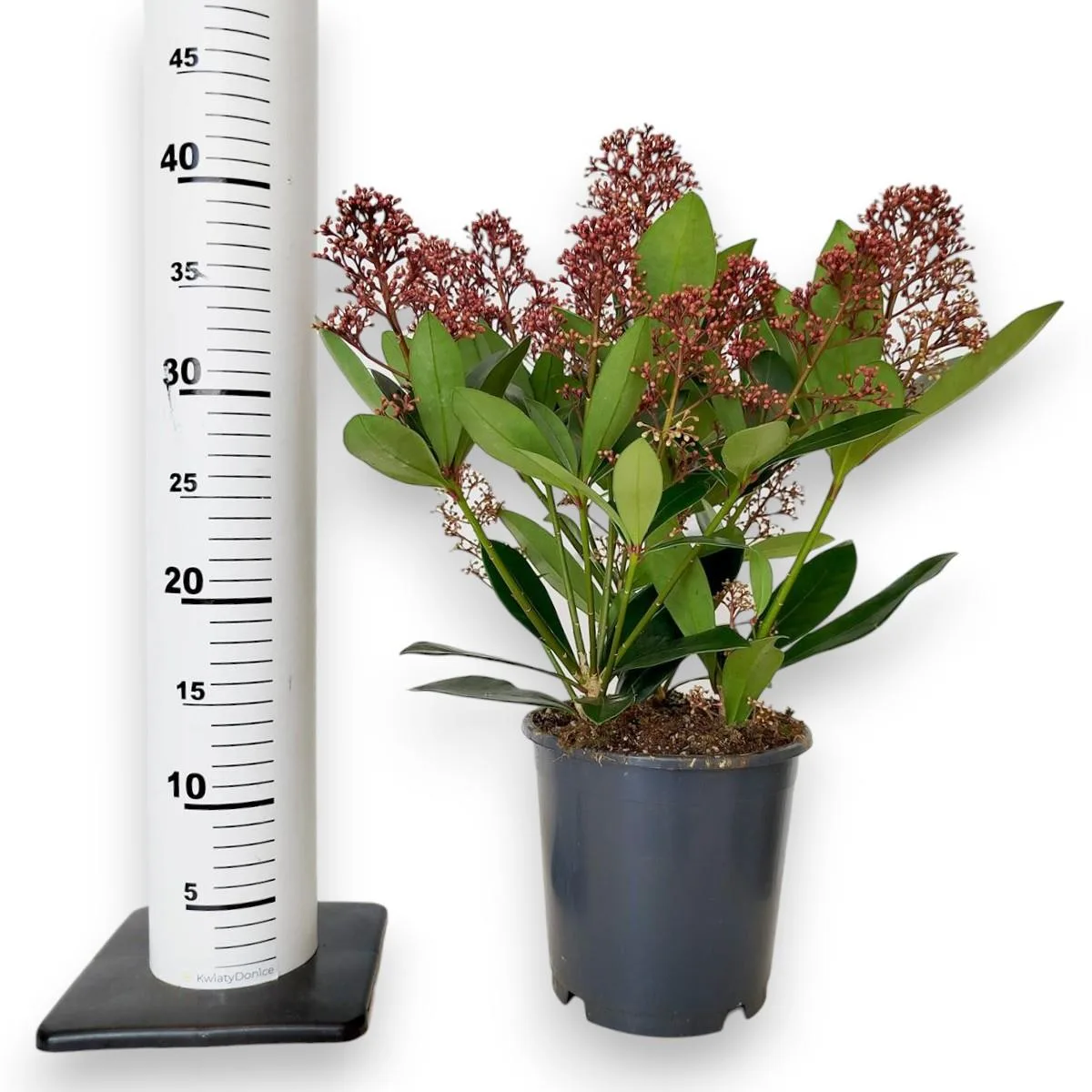 SKIMMIA