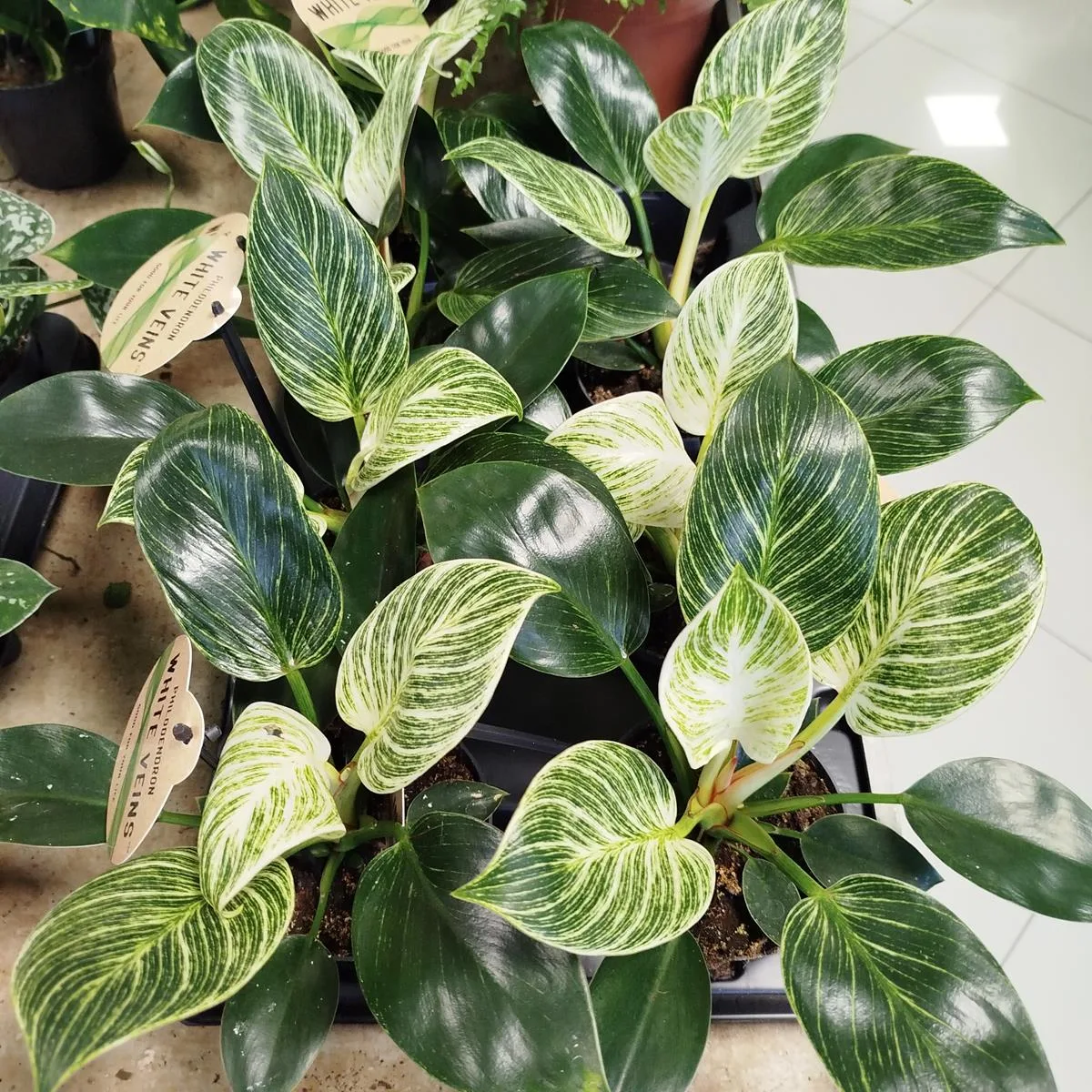 epipremnum