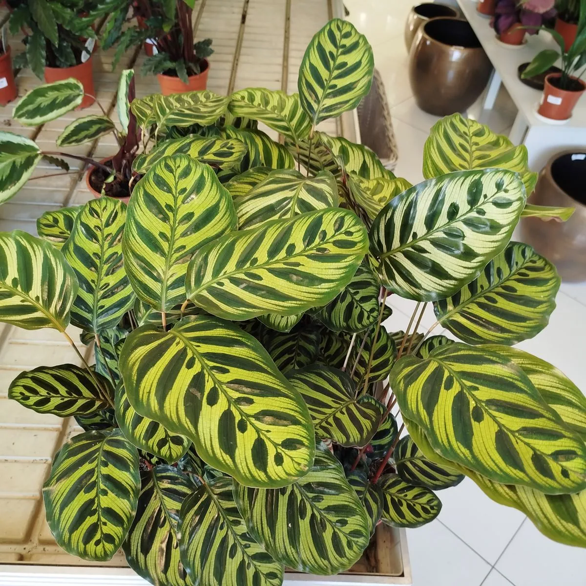 KALATEA