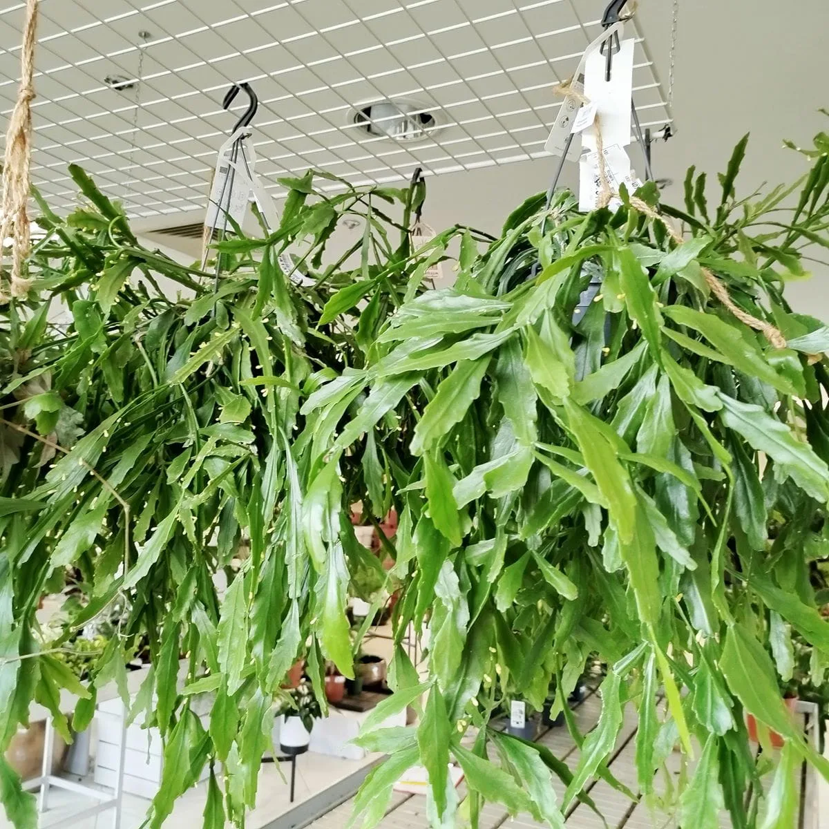 RHIPSALIS PATYCZAK