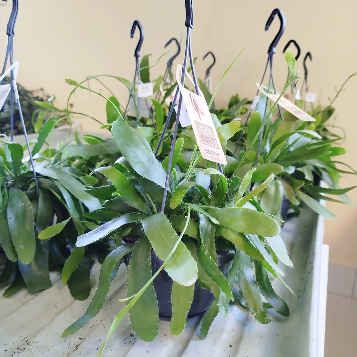 RHIPSALIS PATYCZAK