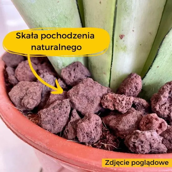 ziemia do strelicji