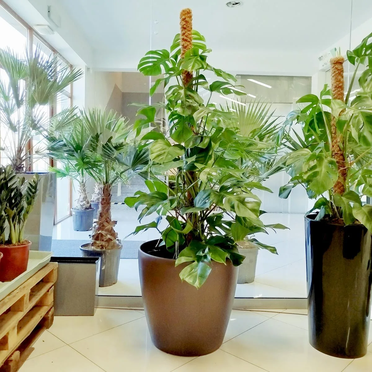 monstera bardzo duże dziury