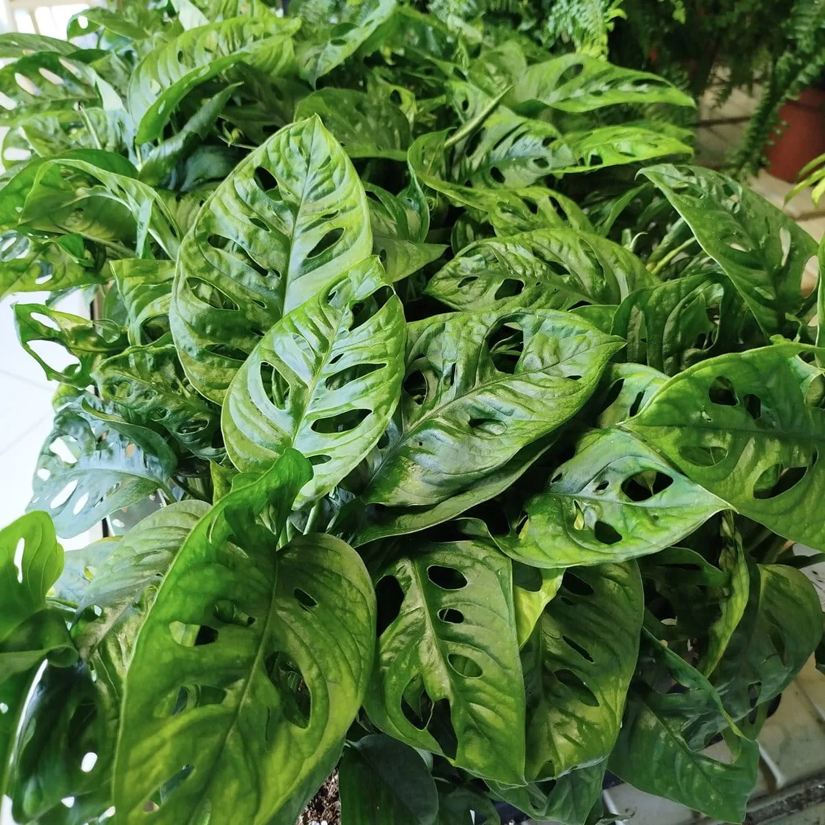 monstera Z DZIURAMI
