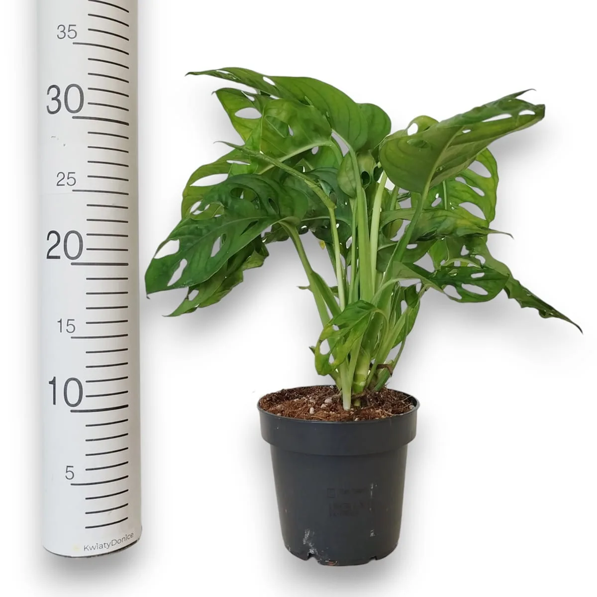 monstera