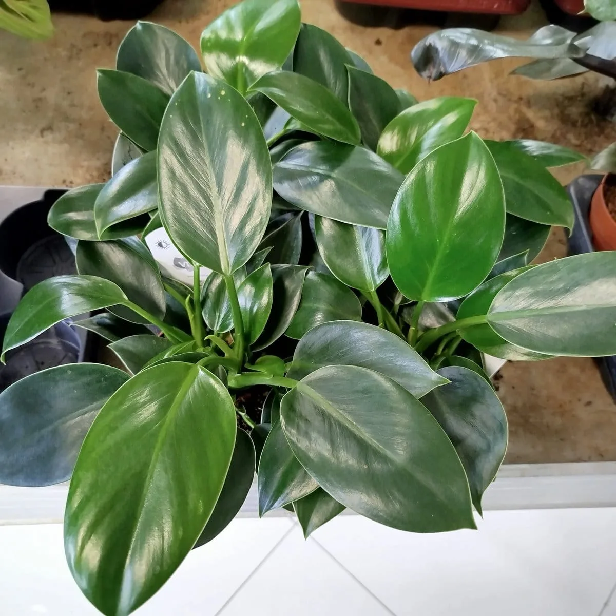 epipremnum