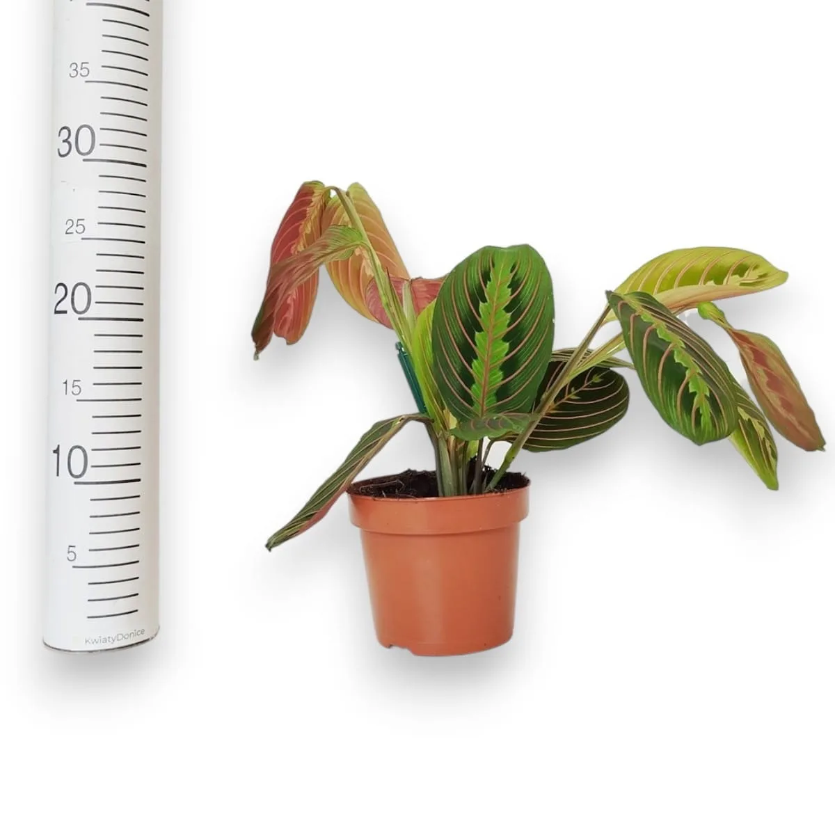 maranta