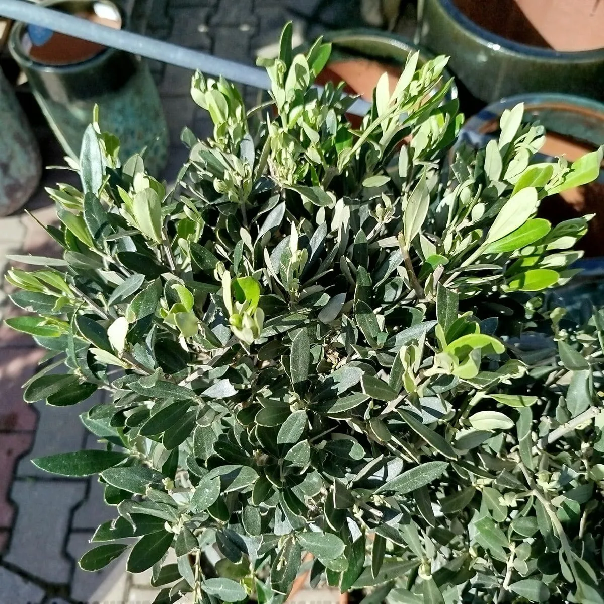 LIŚCIE OLIWKI