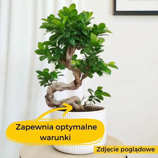 ziemia do strelicji