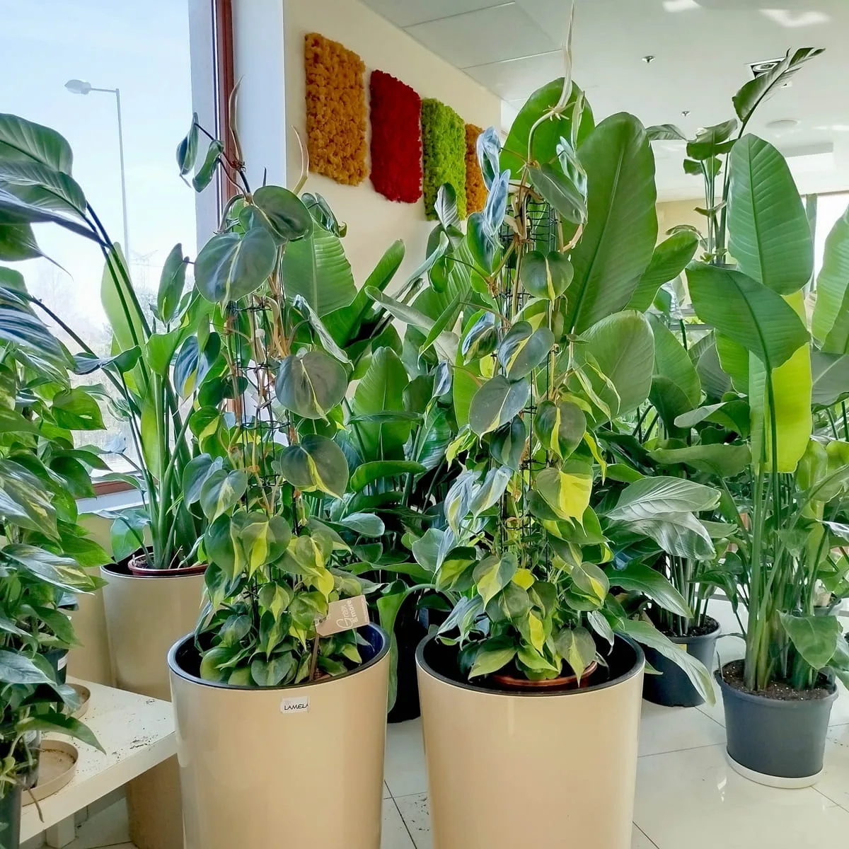 epipremnum