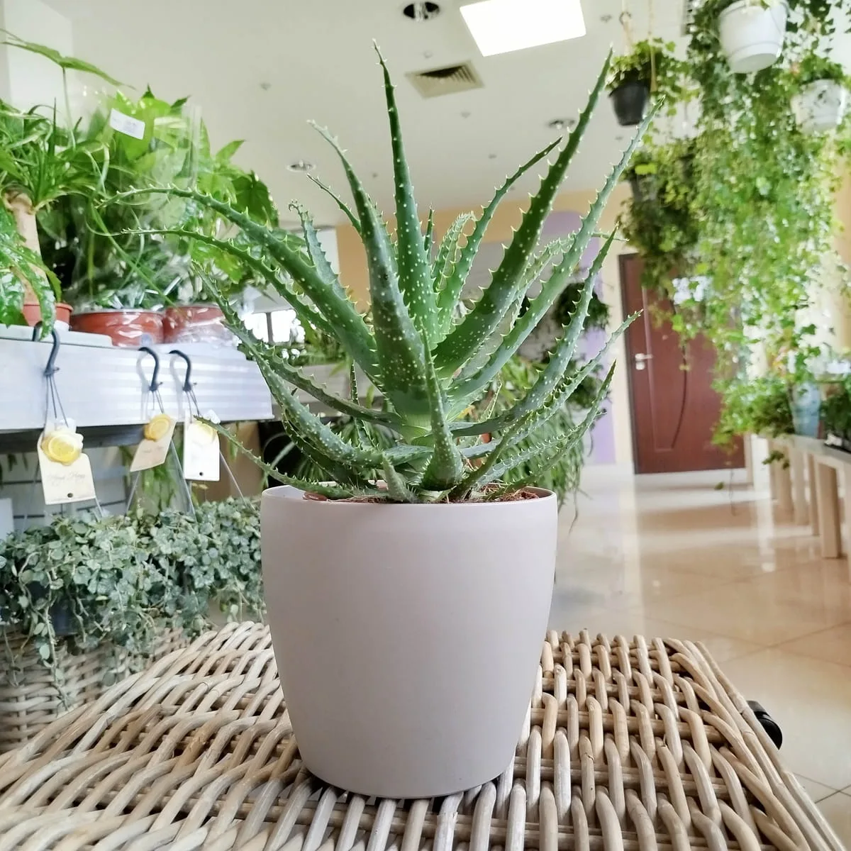 aloes aloe