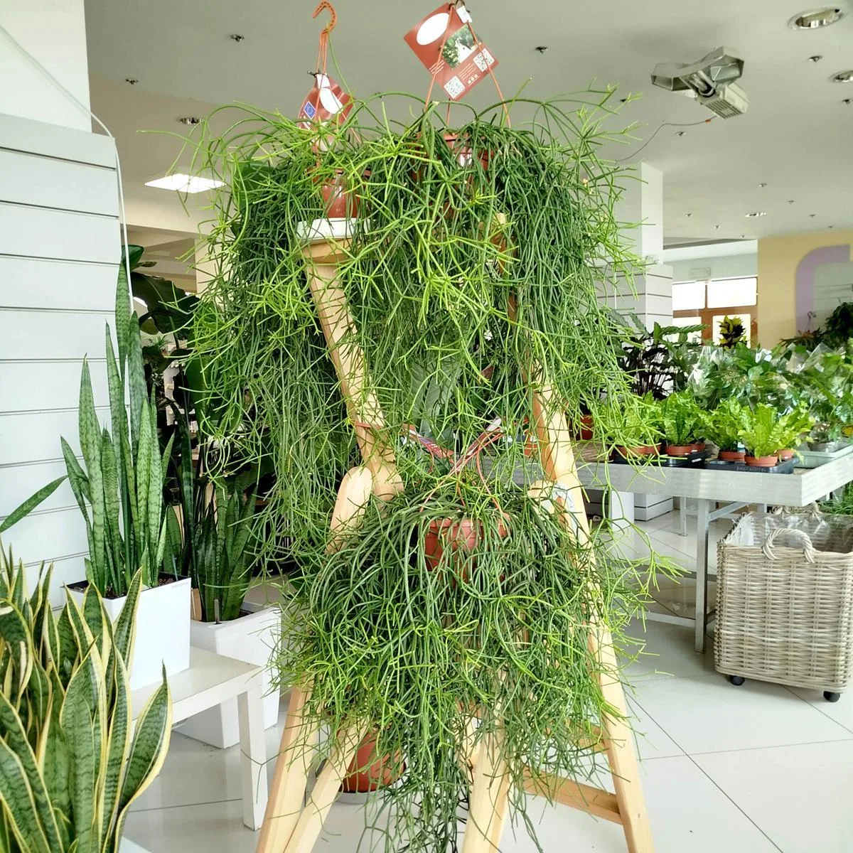 RHIPSALIS PATYCZAK